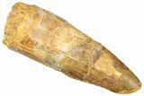 Fossil Spinosaurus Tooth - Real Dinosaur Tooth #296479-1